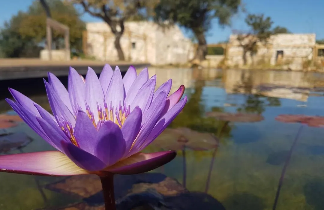 Il Fiore della Vita Trulli Country house-1