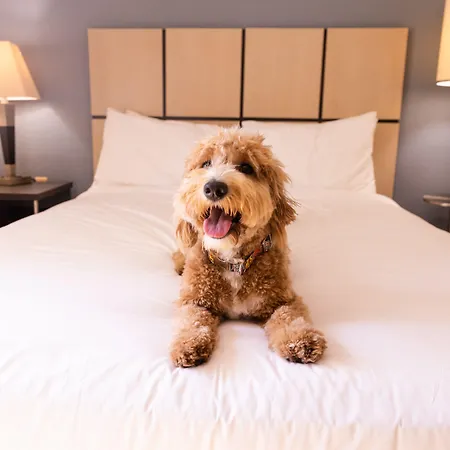 Sonesta Simply Suites Parsippany Morris Plains-3