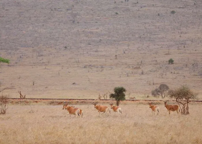 Sarova Taita Hills Game Lodge