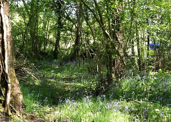 Coed Y Marchog Woodland Retreat