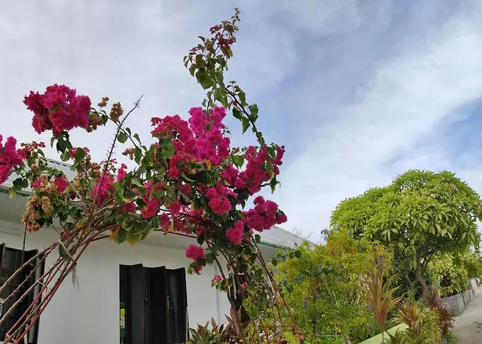 La Isla Tropica
