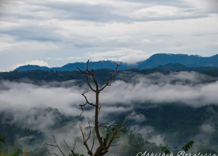 Misty Mountain- Sinharaja