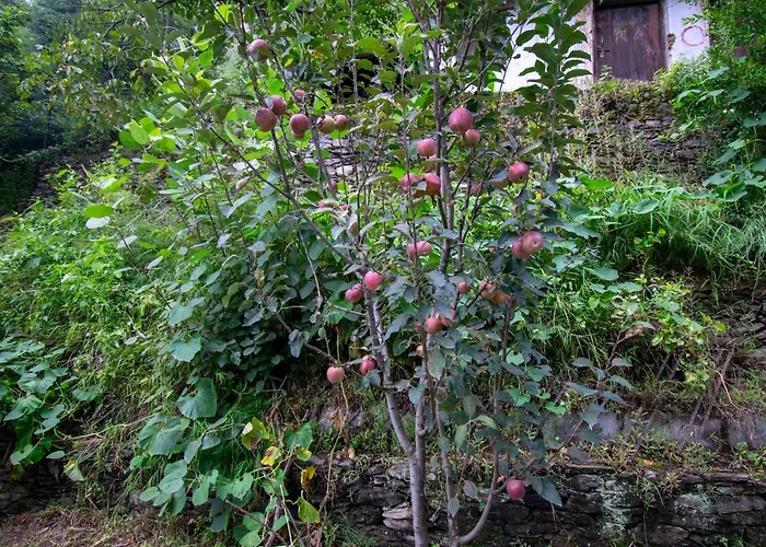 Octave Himalayan Hamlet