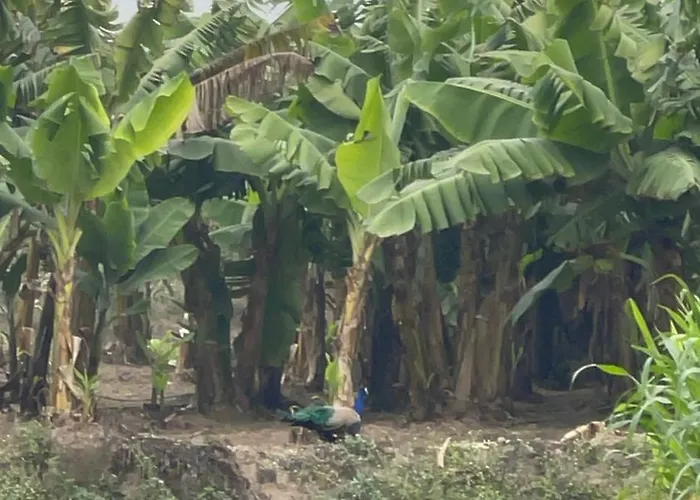 Tekri Farms And Retreat