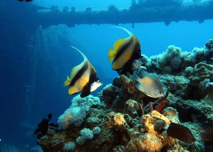 Aqaba Pro Divers