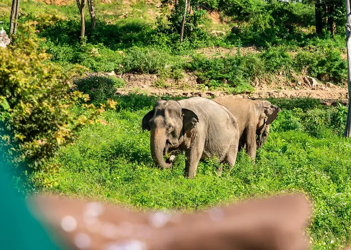 Wild Cottages Elephant Sanctuary Resort