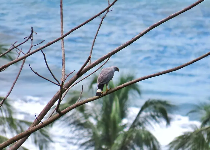 Bella Vista Corcovado
