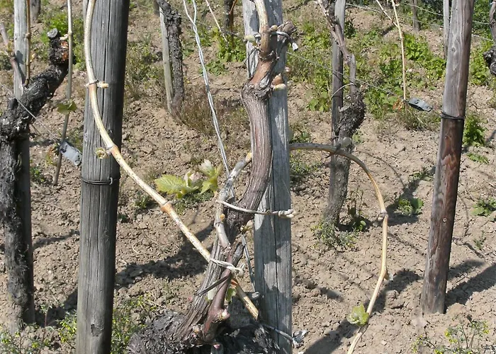 Weinhotel Hubertus Garni