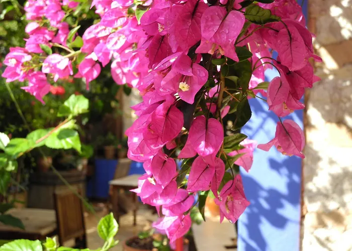 Hotel Casa Bougainvillea