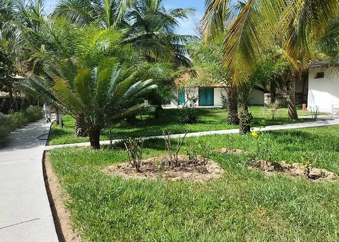 Les Hibiscus
