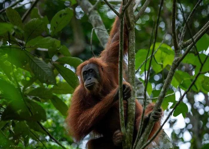 Lawang Inn Restaurant & Jungle Trek