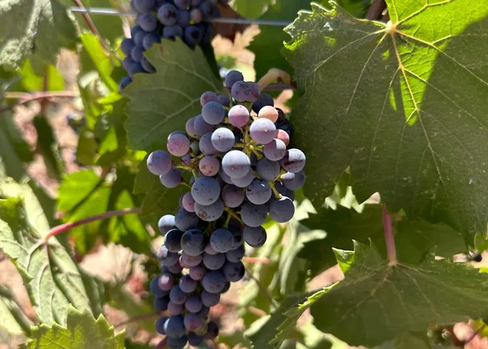 Sol Del Valle