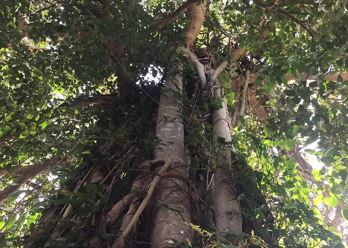 Grand Tree Bungalows