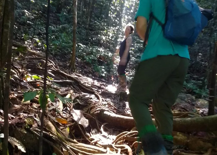 Rainforest River Edge