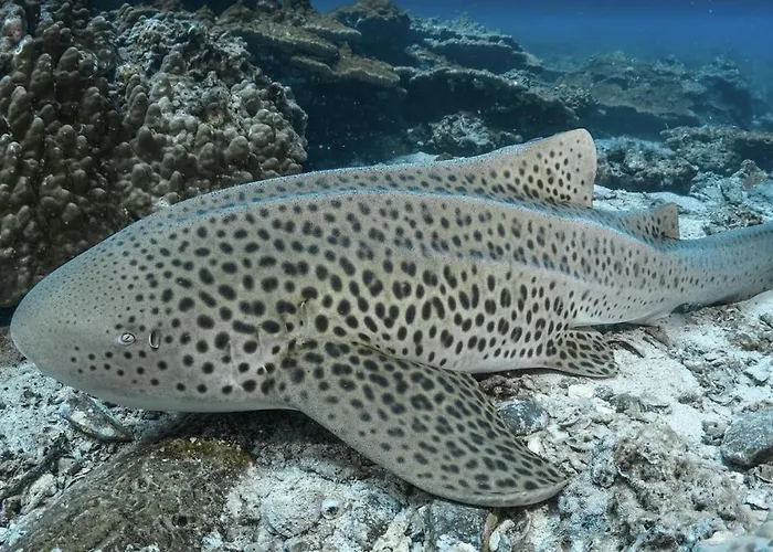 Seaside Sanctuary Bungalows