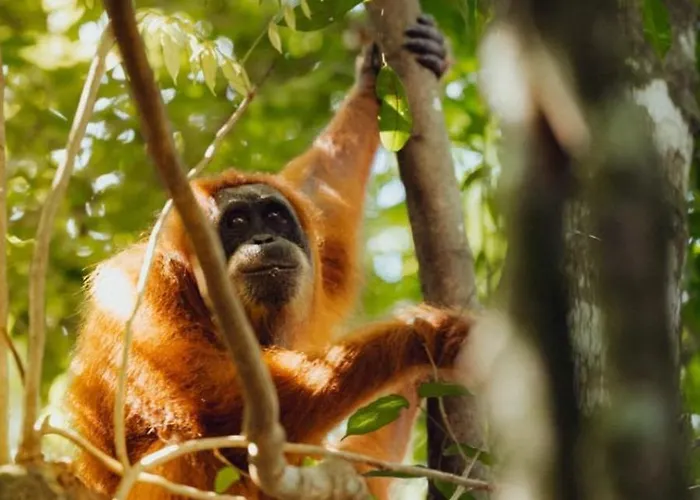 Leuser Inn