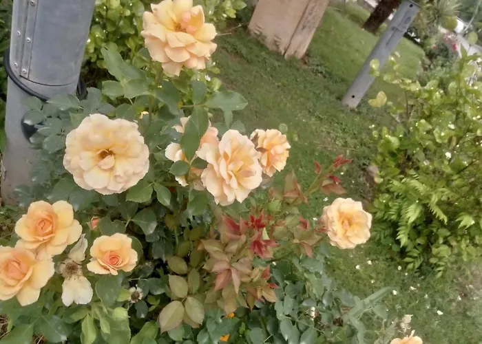 Comfort Family Villa Islamabad