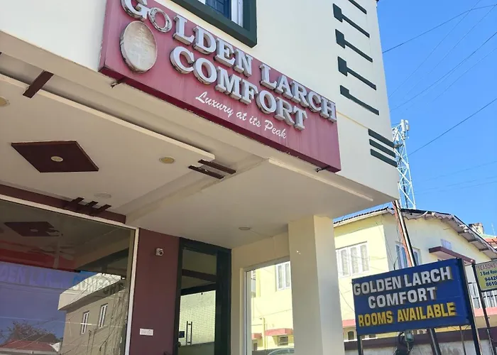 Golden Larch Comfort