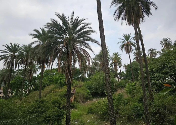 The Plum Mount Abu