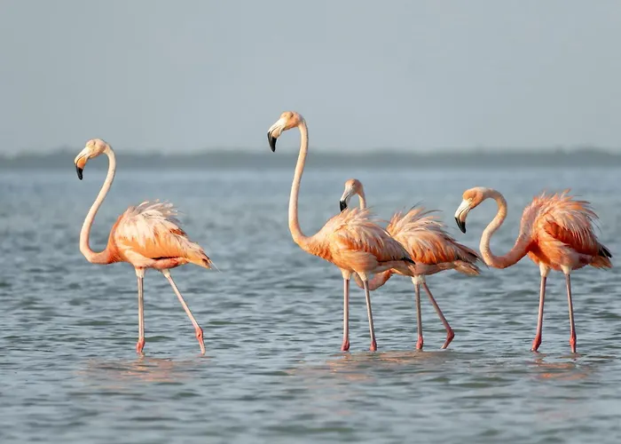 H Boutique Casa Noma-Noma Holbox