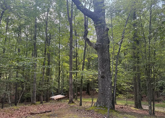 Morency Place - 14-Acre Woodland Escape 5 Miles From Vt