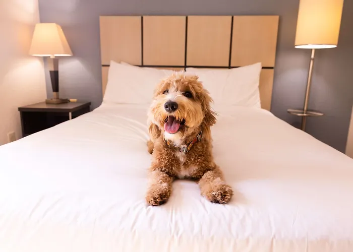 Sonesta Simply Suites St Louis Earth City