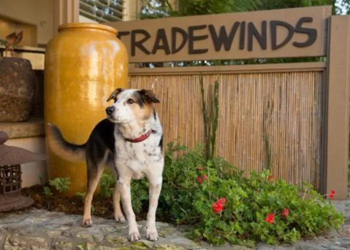 Tradewinds Carmel
