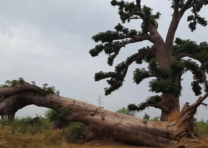 Baobab Soleil