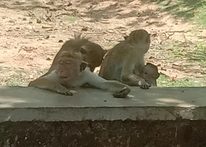 Rangiri Villa Sigiriya