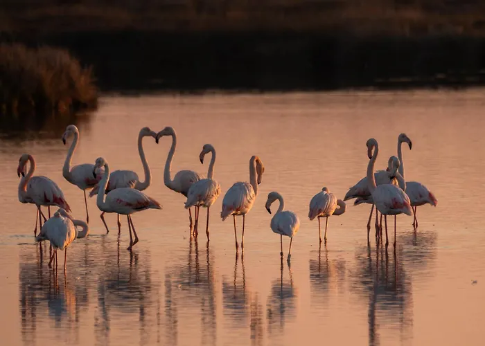 Lodges De Camargue