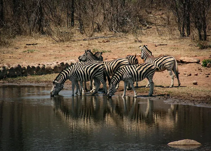 Ilanga Lodge Welgevonden Game Reserve