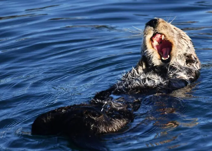 Morro Bay Beach Inn - Morro Bay