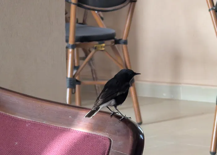 Wonder Bird Hotel