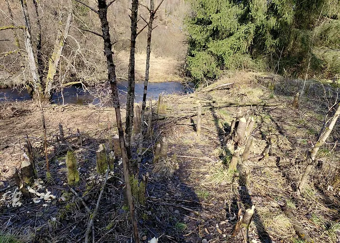 Der Hirsch