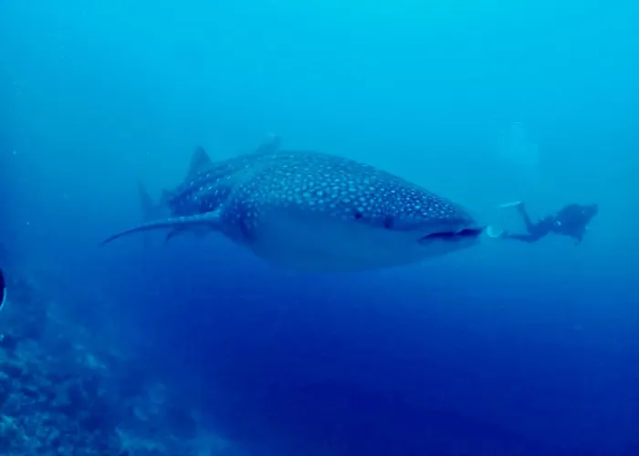 Island Scuba
