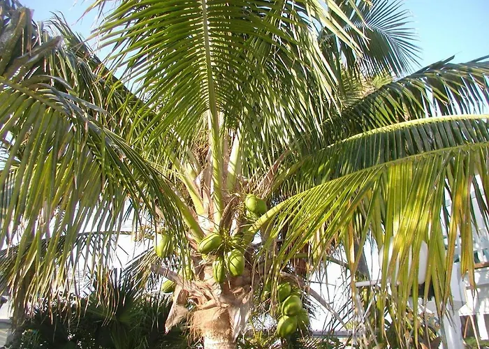 Tropical 2 Bedroom Villa Across Cocoa Beach 3