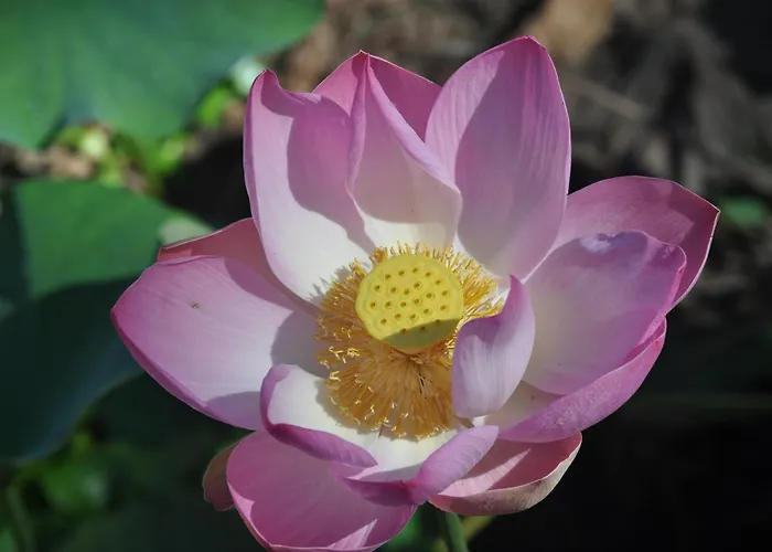 Tropical Magnolia