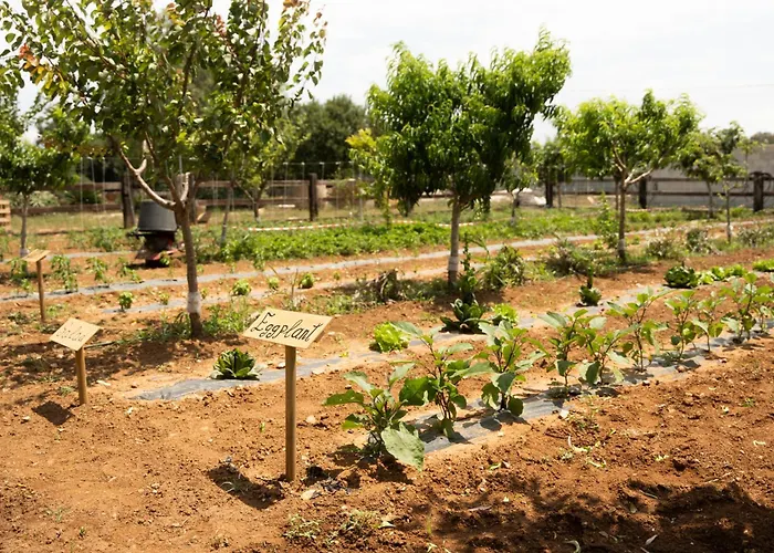 Tenuta Negroamaro