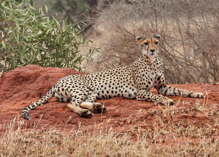 Tausa Tsavo Eco Lodge