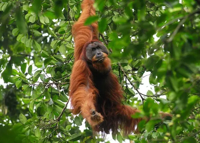 Sumateratrekingorangutanpatrol