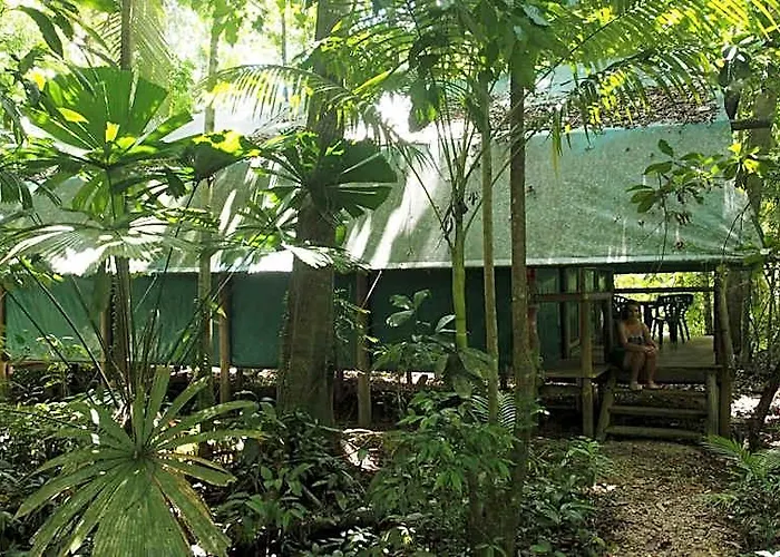 Daintree Crocodylus
