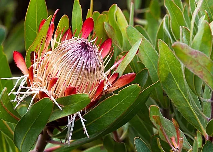 Gourikwa Coastal Nature Reserve