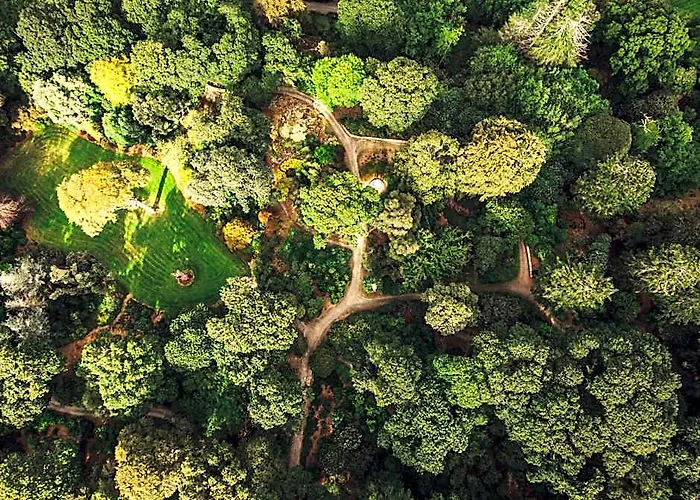 The Forest At Mount Congreve Gardens