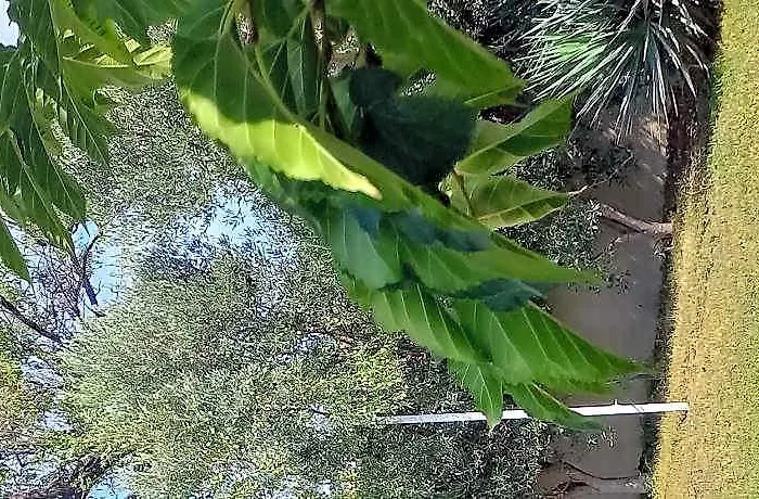 Palm Garden Apartment