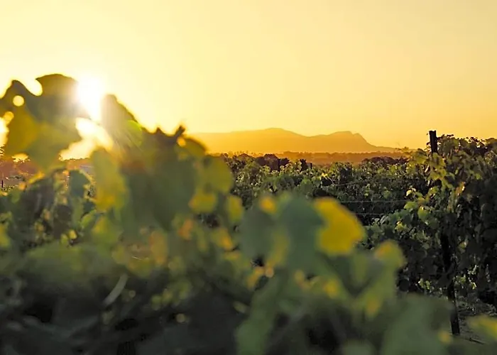 Adina Vineyard