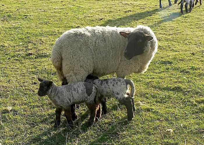 Elms Farm