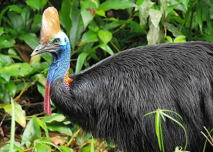 Daintree Peaks Eco Stays