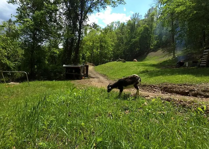 Cute Off-Grid Camper On An Exotic-Animal Farm For A Unique Getaway Near Charleston, West Virginia