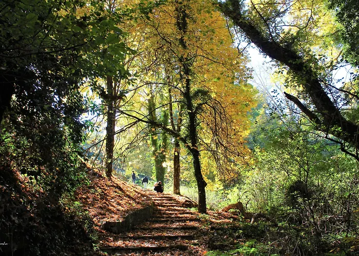 Foresta In Medias Mores