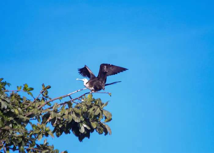 Aguila De Osa Rainforest Lodge